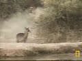 Wild Dogs Pestering The Waterbuck Again Pt.1 Wild Dogs Pestering The Waterbuck Again Pt.1