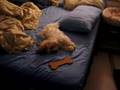 Bichón Habanero video