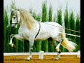 El CabaLLo! El CabaLLo!