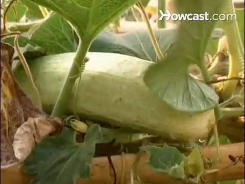 how to grow cucumbers