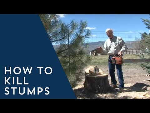 how to quickly kill a tree stump
