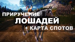 Black Desert - Приручение лошадей + карта спотов Black Desert - Приручение лошадей + карта спотов