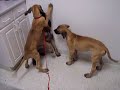 Vet x3 = Great Dane!