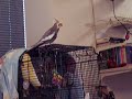 ihatethisbird. ihatethisbird.