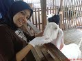 projeck kambing projeck kambing
