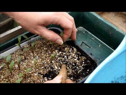 how to grow bishop of llandaff dahlia