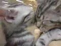 Chat kiss