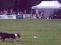 DOG CHOW DISC CUP '08 - #6