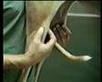 Canine patella examination  1 