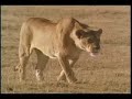 lion contre hyenne