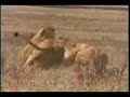 LION  CONTRE HYENNE ATTAK