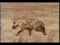 lion contre hyenne