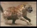 LION CONTRE HYENNE ATTAK