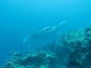 Maldivim Safari