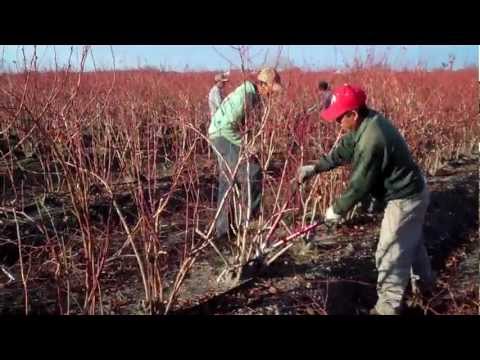 how to fertilize blueberry bushes