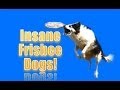 INSANE FRISBEE DOGS!