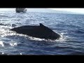 Humback Whale In Maui