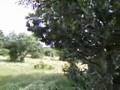Airsoft Sierra Norte Galapagar (ASN)