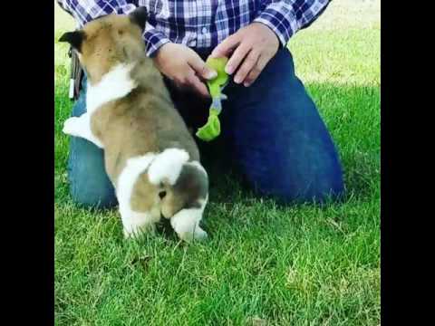 Paris playing in the yard