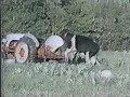 Spragnione zwierzątka