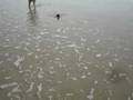 videos de Gizmo swims