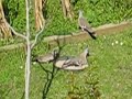 AUSTRALIAN NATIVE DOVES