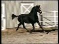 ORRWOOD'S COCO CHE-NELLE: 2006 Morgan Mare
