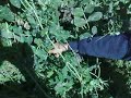 Picking Pea in Spring