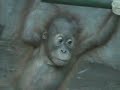 Budi the Baby Orangutan Budi the Baby Orangutan