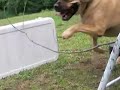 Amazing horse movie! - Womenizer Amazing horse movie! - Womenizer