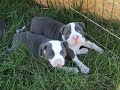 Pitt Bulls, Truth behind the teeth