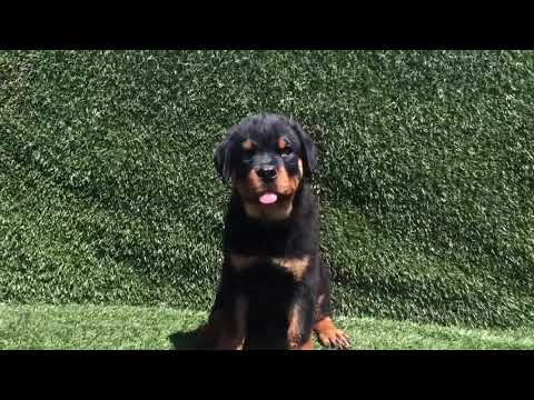 AKC Male Rottweiler Puppies