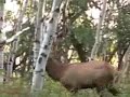 Spike Bull In Close