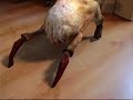 Headcrab Headcrab