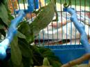 Caméléon Caméléon