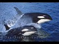 I am crazy of the killer Whales!!!