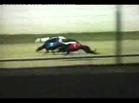 slip road greyhound racing slip road greyhound racing