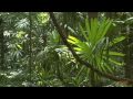 Central American Tropics: An Introduction for Naturalists Part I