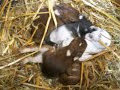 Cute baby rabbits