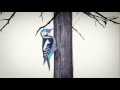 Hermanos Inglesos Wanderland Official Music Video and Lyrics