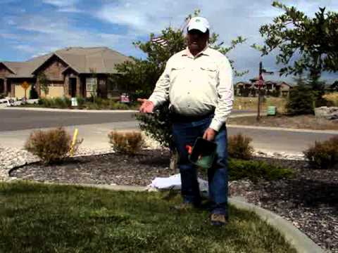 how to fertilize tall fescue