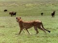 guepardos contra leones 1/5