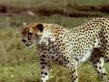 guepardos contra leones 1/5