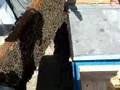 Ahmet Birbilen Dev�irme usulu ile o�ul ar� 1