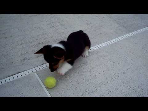 Cagnolino gioca con una pallina Cagnolino gioca con una pallina