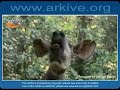 Okapi - Fauna Clips