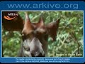Okapi - Fauna Clips