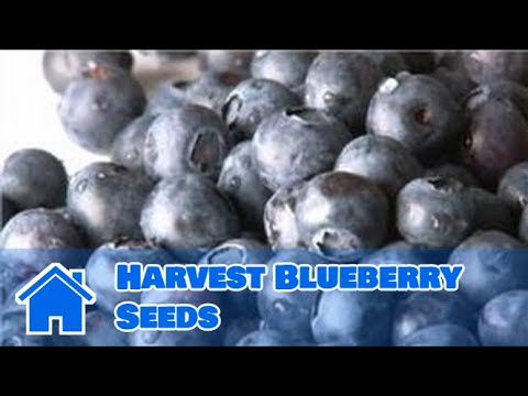 how to harvest blueberry seeds