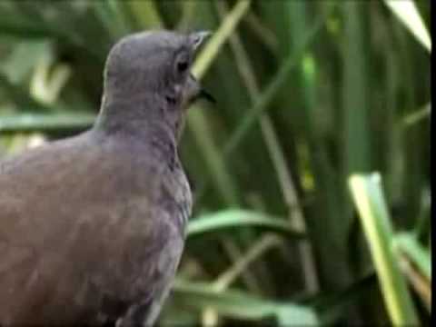 Lyre Bird -- a bird that has ...