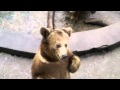 Bear asking for food